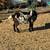 Wethers 2 thumbnail