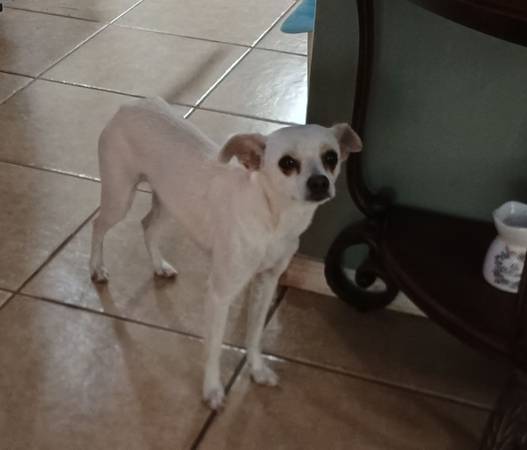 Deer headed Chihuahua dog 1