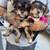 Yorkie tri colored puppies 5 thumbnail