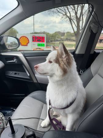 6 Year Old Pomsky 1