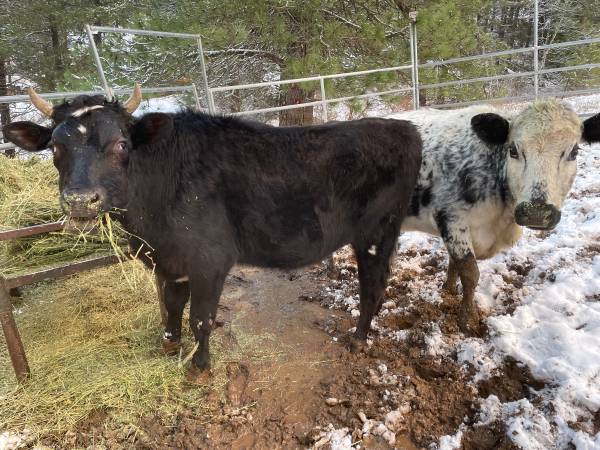Steer 4 Sale 1