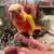 Baby conures 3 thumbnail