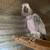 African Grey young adult breeding pair 2 thumbnail