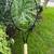 └➤➤➤ Excellent Condition Wilson Blade 98 Tennis Racket | 4 1/2" 1 thumbnail