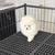 Pomerania 4 thumbnail