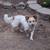 Small Adorable Playful Happy Healthy  6 mo. pup 2 thumbnail