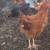 Free young roosters 3 thumbnail