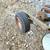 Skeet thrower on wheels uses 2in ball hook to truck or 4 wheeler 4 thumbnail