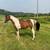 Morgan saddlebred horse 2 thumbnail