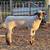 Registered Hampshire Yearling ram 1377 1 thumbnail
