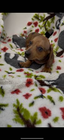 Los cachorros de dachshund en miniatura más adorables. ¡¡Son perfectos!!64193812114691120