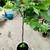 Large Fig tree with fruits 2 thumbnail