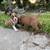 Lilac & Chocolate extreme bullie pups 7 thumbnail