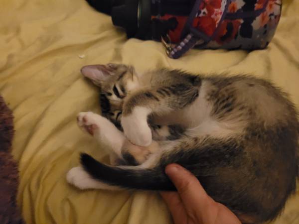 Free kitte (Long Beach)63953815843971123