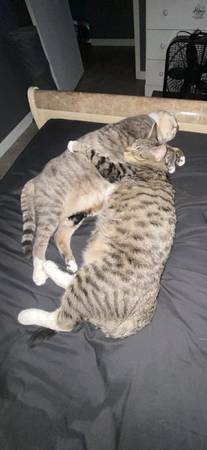 Cats asking $175 for both originally paid over $300 for both 1