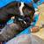 Pitbull puppy’s     Miss Luna & Maximus 10 thumbnail