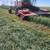 Beardless Wheat Hay - 14.5% rounds 6 thumbnail
