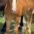 Draft mare with draft appy colt at dide 1 thumbnail