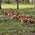 Laying hens 1 thumbnail
