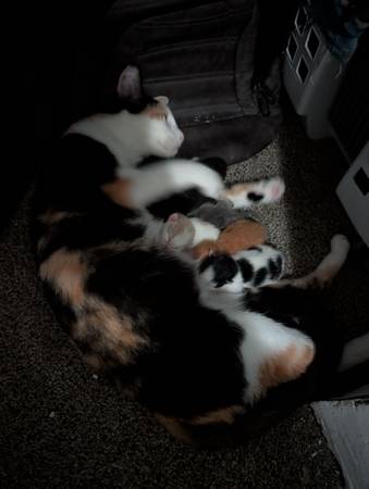 Calico kittens mix 1