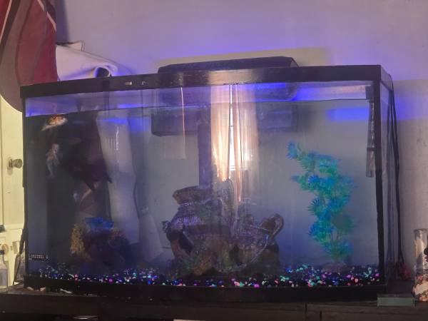 Fish for rehoming 1