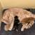 Newborn kittens for sale 1 thumbnail