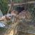 Bunnies 1 thumbnail
