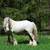 Bay LP Gypsy stalion 7 thumbnail