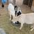 Large dairy goats 5 thumbnail