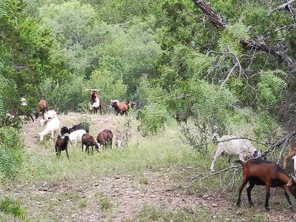 Sheep and Goats 1