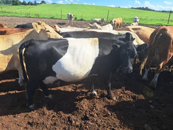 Beef cows pairs - $3,40063471094400643121
