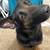 Malinois GSD mix!! 1 thumbnail