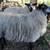 Naturally Raised Icelandic Ewe Lambs 16 thumbnail
