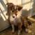 Sheltie 3 thumbnail