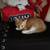 Baby kitten 3 thumbnail