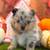 Pomeranian Pumpkins 3 thumbnail