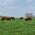 We need summer pasture. 1 thumbnail