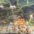 Snails 3 thumbnail
