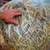 Bag of HAY STRAW Fall Halloween Decoration Christmas Manger Animal 1 thumbnail