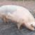 PIGS 2 thumbnail