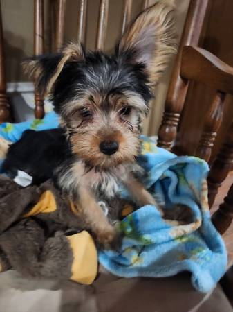 Yorkies (Horse Cave)63897668504195120