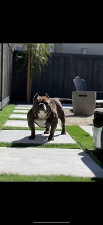 Rehoming female bulldog brindle (fremont / union city / newark)63890025537665121