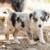 mini australian shepherd puppies 9 thumbnail