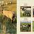 HAMPSHIRE/SUFFOLK YEARLING RAMS 14 thumbnail