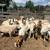 Goats, sheep ,rabbit, Turkey ,chicken 1 thumbnail