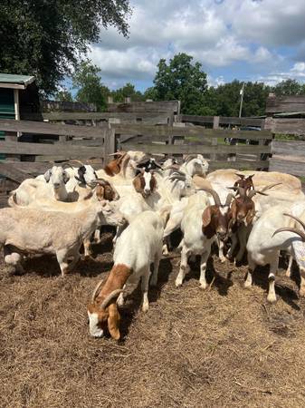 Goats, sheep ,rabbit, Turkey ,chicken 1