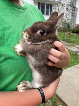 Netherland Dwarf doe (24243)63673422423809123