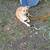 Dog 1 thumbnail