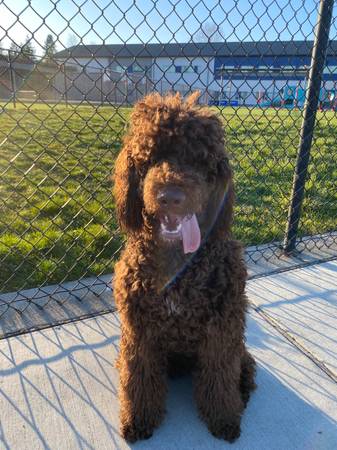Poodle Need a New Forever Home ? (pacific heights)63995016418051121