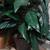 Artificial Decorative Plant 4 thumbnail